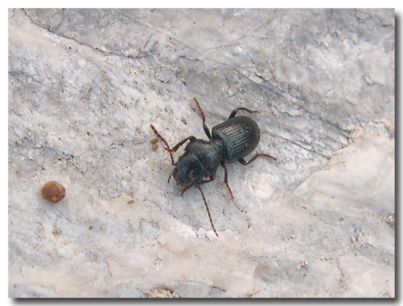 Incontri di stagione: Ditomus clypeatus, Carabidae fitofago
